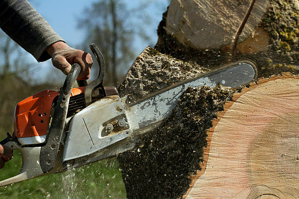 Best Tree Root Removal  in Paradise, CA